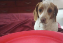 Hoping for a Christmas Miracle, Where IS Boo Boo?