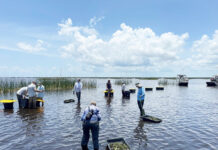 FWC Completes Revegetation Projects on Lake Okeechobee