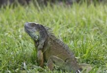 FWC Seeks Public Feedback on Proposed Rule Changes for Green Iguanas