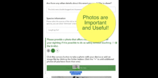 FWC Invites Public to Help Monitor Bird Health with Reporting App