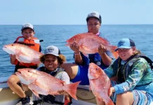 Applications for FWC’s Atlantic Red Snapper Exempted Fishing Permits Project open on Oct. 31