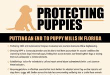 Governor Ron DeSantis Announces Proposal to Protect Puppies in Florida