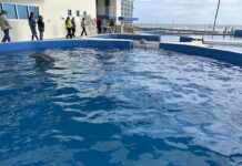 Marineland Dolphin Adventure Begins New Chapter with Community Support and Restoration Efforts