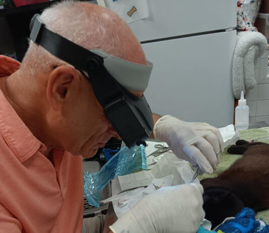 What’s at Stake for Animals if City and County Funding Shifts Away from the Flagler Humane Society