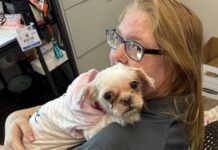 What Happens to the Animals if Animal Control Changes Hands?