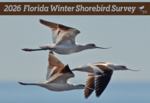 Florida Shorebird Alliance: Audubon Christmas Bird Count Ends January 5