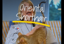 The International Cat Association to host the 10th Annual All-Breed Championship & Household Pet competition in St. Augustine, FL