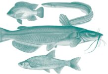 FWC Announces Public Meetings to Discuss New Freshwater Commercial Fishing Updates