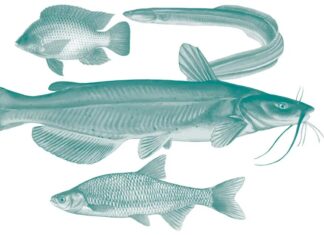 FWC Announces Public Meetings to Discuss New Freshwater Commercial Fishing Updates