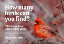 February 13-`16 Is The 29th Annual Great Backyard Bird Count