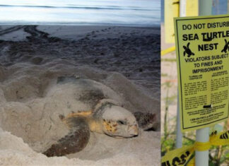 FWC Shares Tips to Protect Nesting Sea Turtles