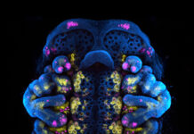 Evenings at Whitney – How to Build a Spider in Just 400 Million Years, Set for May 14