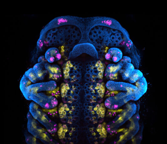 Evenings at Whitney – How to Build a Spider in Just 400 Million Years, Set for May 14