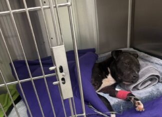 SMART: Shelly’s Fight for Survival Becomes a Call for Justice in Flagler County