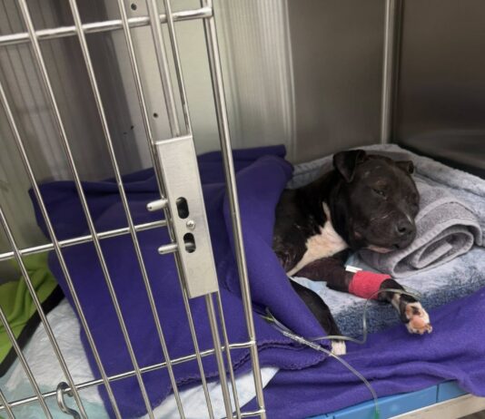 SMART: Shelly’s Fight for Survival Becomes a Call for Justice in Flagler County