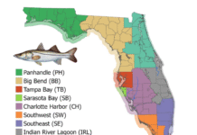FWC: Recreational Harvest of Snook for Florida’s East Coast will Close June 1