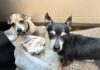 Animals From Palm Coast Neglect Case Now Available for Adoption at Flagler Humane Society