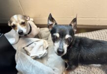 Animals From Palm Coast Neglect Case Now Available for Adoption at Flagler Humane Society