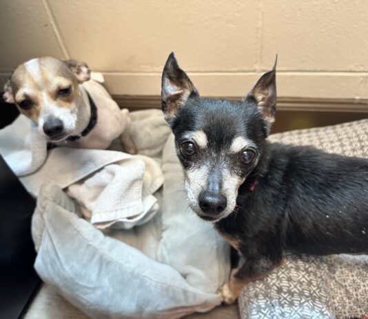 Animals From Palm Coast Neglect Case Now Available for Adoption at Flagler Humane Society