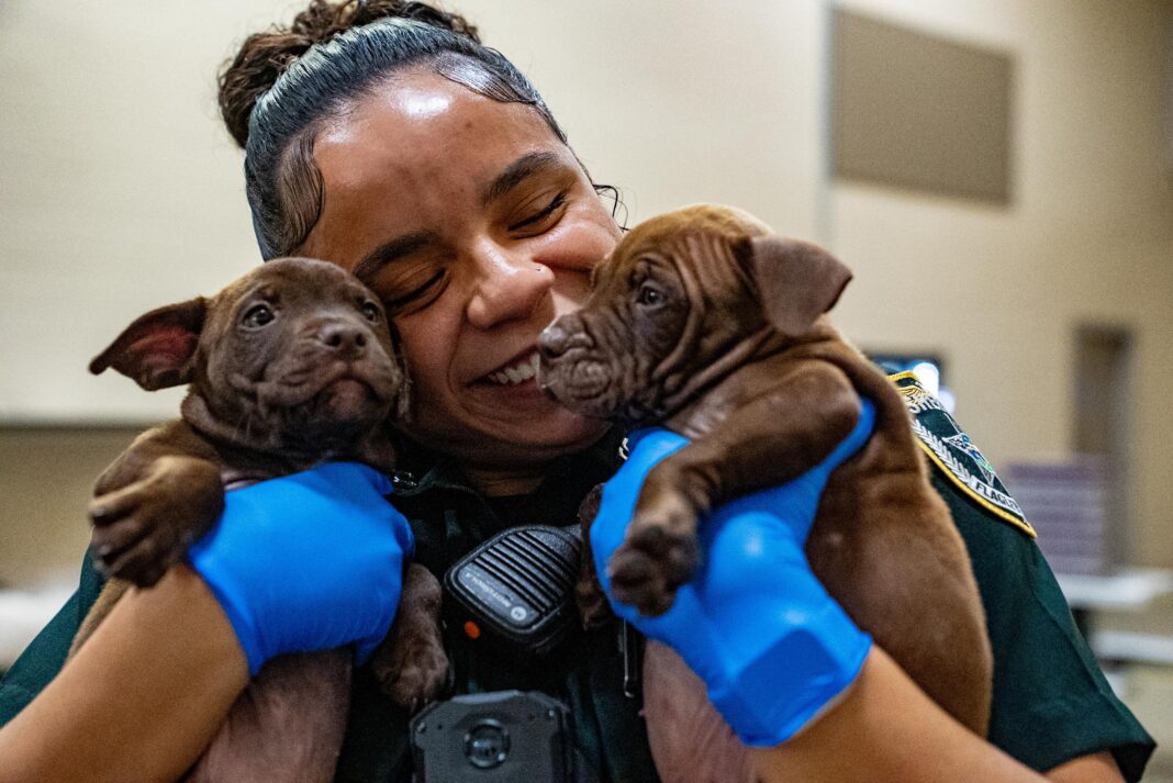 061126_Puppies_08056_edit