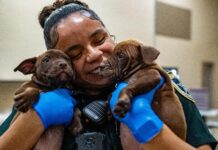 A New Leash on Life: FCSO’s SMART Program Welcomes 11 Puppies to Jail
