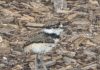 Playground Turned Classroom: Wadsworth Elementary Coexists with Wildlife to Welcome Four New “Students”