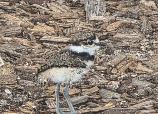 Playground Turned Classroom: Wadsworth Elementary Coexists with Wildlife to Welcome Four New “Students”