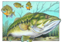 FWC Announces Winner of the 2026 Fish Art Contest