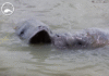 Save the Manatee Club Opposes Federal Endangered Species Act Rule Change, Warns of Habitat Risks