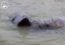 Save the Manatee Club Opposes Federal Endangered Species Act Rule Change, Warns of Habitat Risks