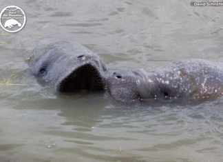 Save the Manatee Club Opposes Federal Endangered Species Act Rule Change, Warns of Habitat Risks