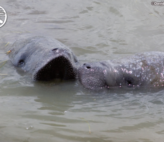 Save the Manatee Club Opposes Federal Endangered Species Act Rule Change, Warns of Habitat Risks