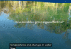 DOH-Flagler Issues Blue-Green Algae Health Alert for Bull Creek (north of boat ramp)