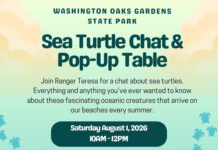 Learn About Sea Turtles During Free Ranger Chat at Washington Oaks Gardens State Park