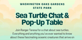 Learn About Sea Turtles During Free Ranger Chat at Washington Oaks Gardens State Park