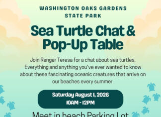 Learn About Sea Turtles During Free Ranger Chat at Washington Oaks Gardens State Park