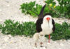 FWC: Holiday Help for Hatchlings, Sea Turtles and Shorebirds
