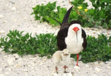 FWC: Holiday Help for Hatchlings, Sea Turtles and Shorebirds
