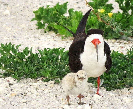 FWC: Holiday Help for Hatchlings, Sea Turtles and Shorebirds