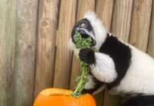 Creatures of the Night Returns to St. Augustine Alligator Farm for a Wild Halloween Adventure