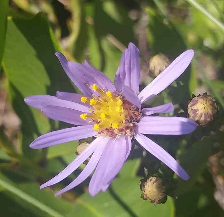 Land Management to take 8 participants on ‘A Walk in the Park (in the Woods)’ April 10 Flagler